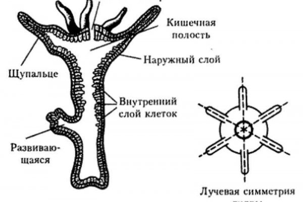 Mega зеркало сайта